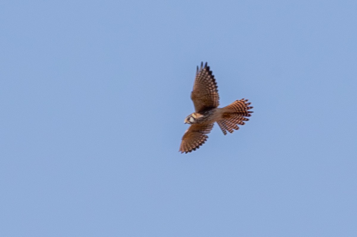 American Kestrel - ML644532073