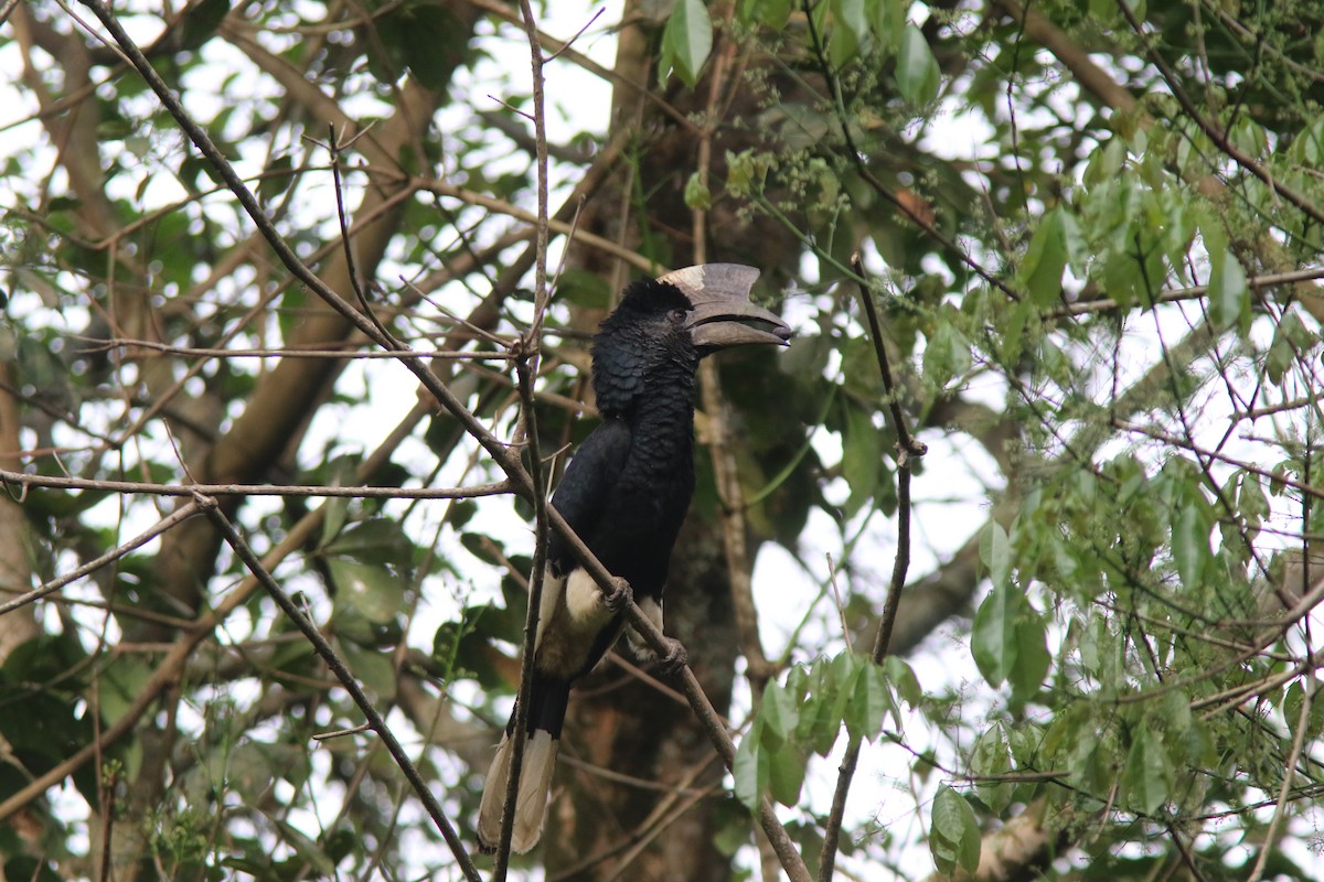 Grauwangen-Hornvogel - ML644532074