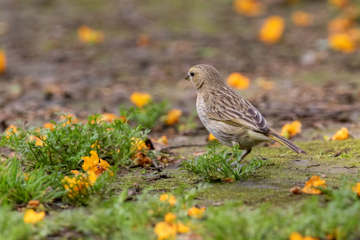 Saffron Finch - ML644532075