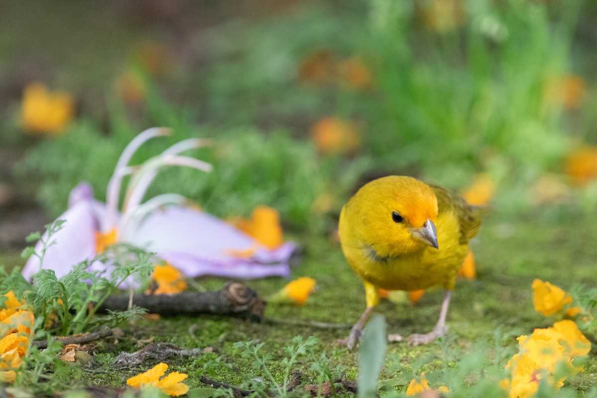 Saffron Finch - ML644532077