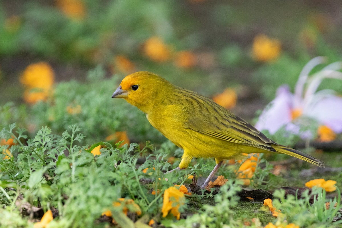 Saffron Finch - ML644532078