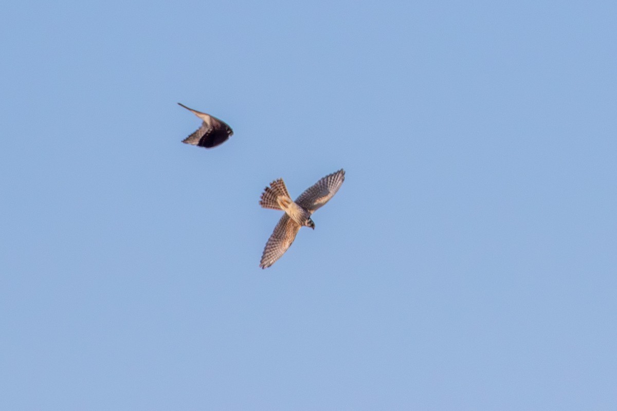 American Kestrel - ML644532079