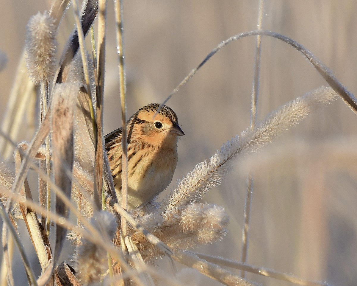 LeConte's Sparrow - ML644532081