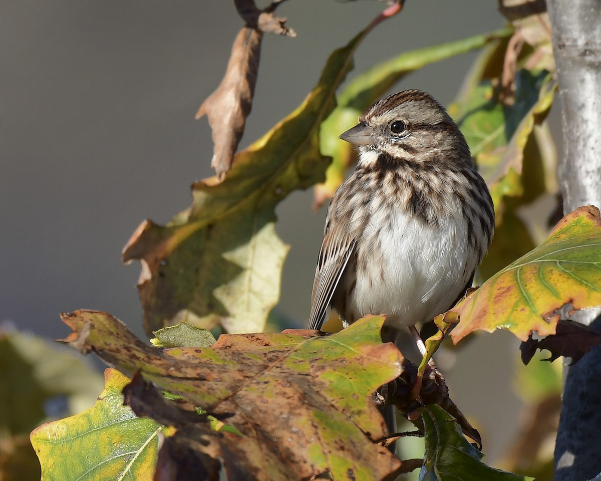 Song Sparrow - ML644532083