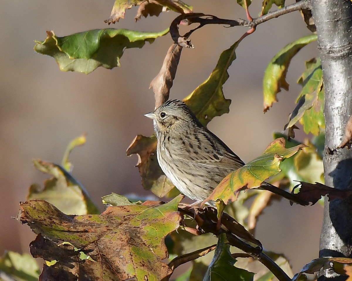 Lincoln's Sparrow - ML644532091