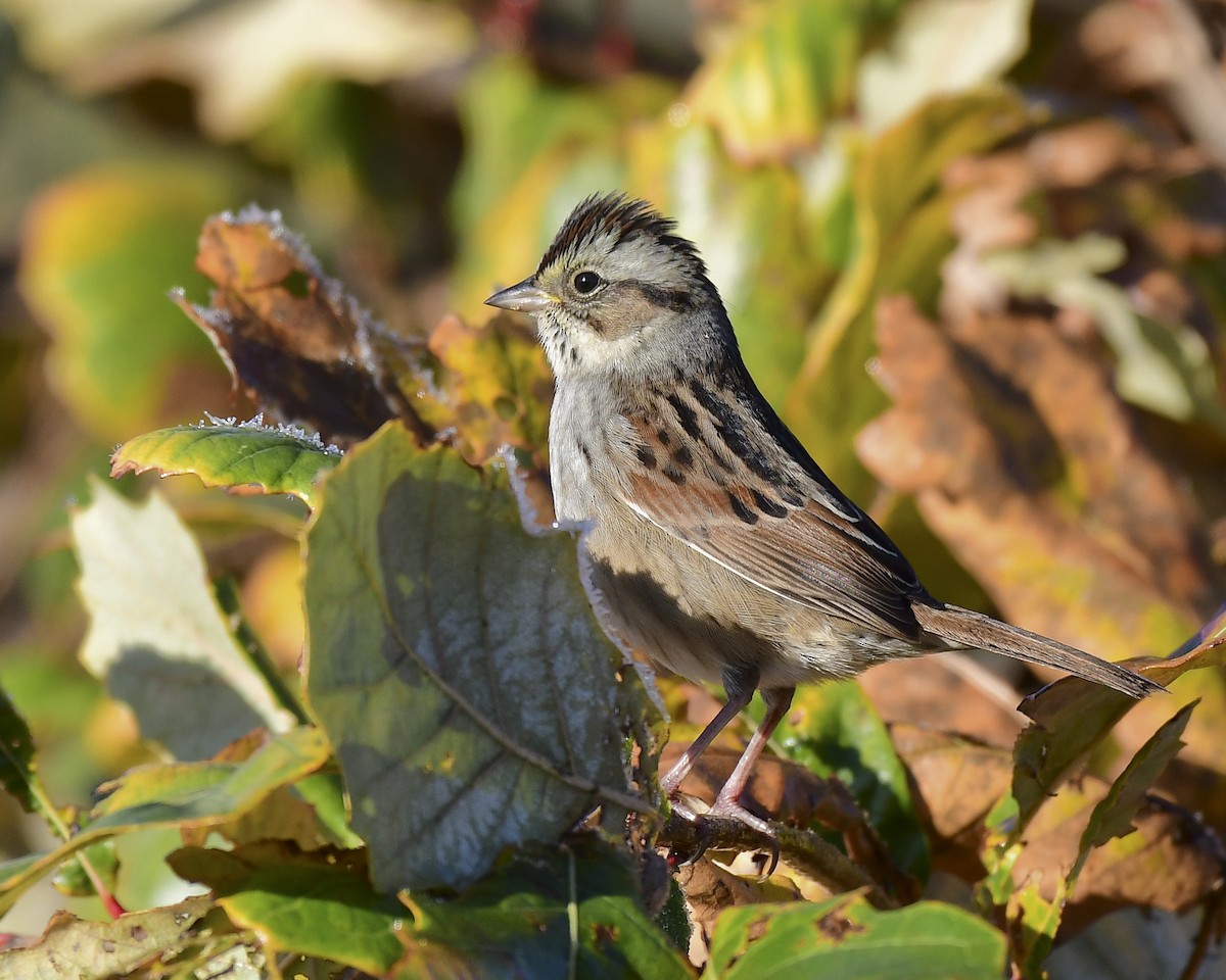 Swamp Sparrow - ML644532098
