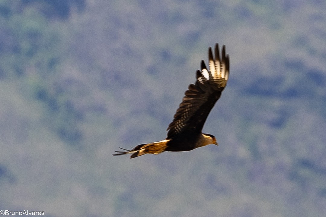 ミナミカラカラ - ML644532101