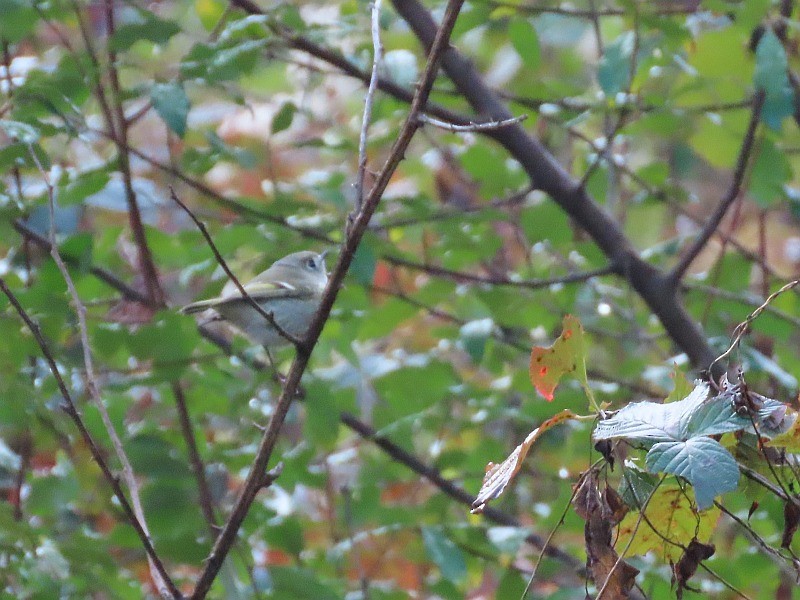 rubinfuglekonge - ML644532105