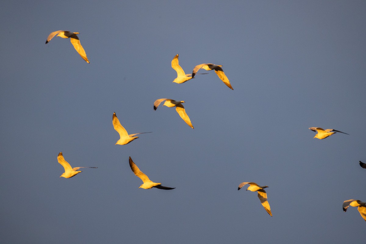 Ring-billed Gull - ML644532108