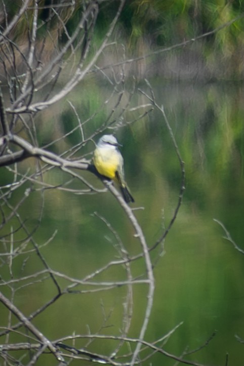 Tropical Kingbird - ML644532113