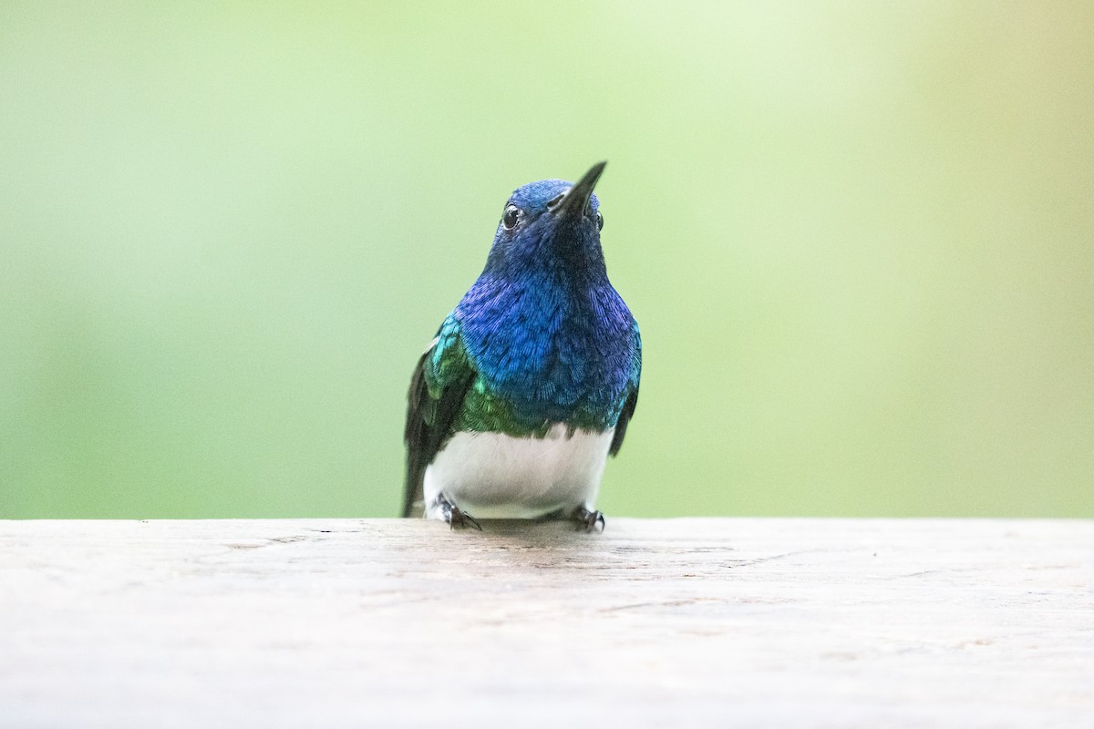 Weißnackenkolibri - ML644532115