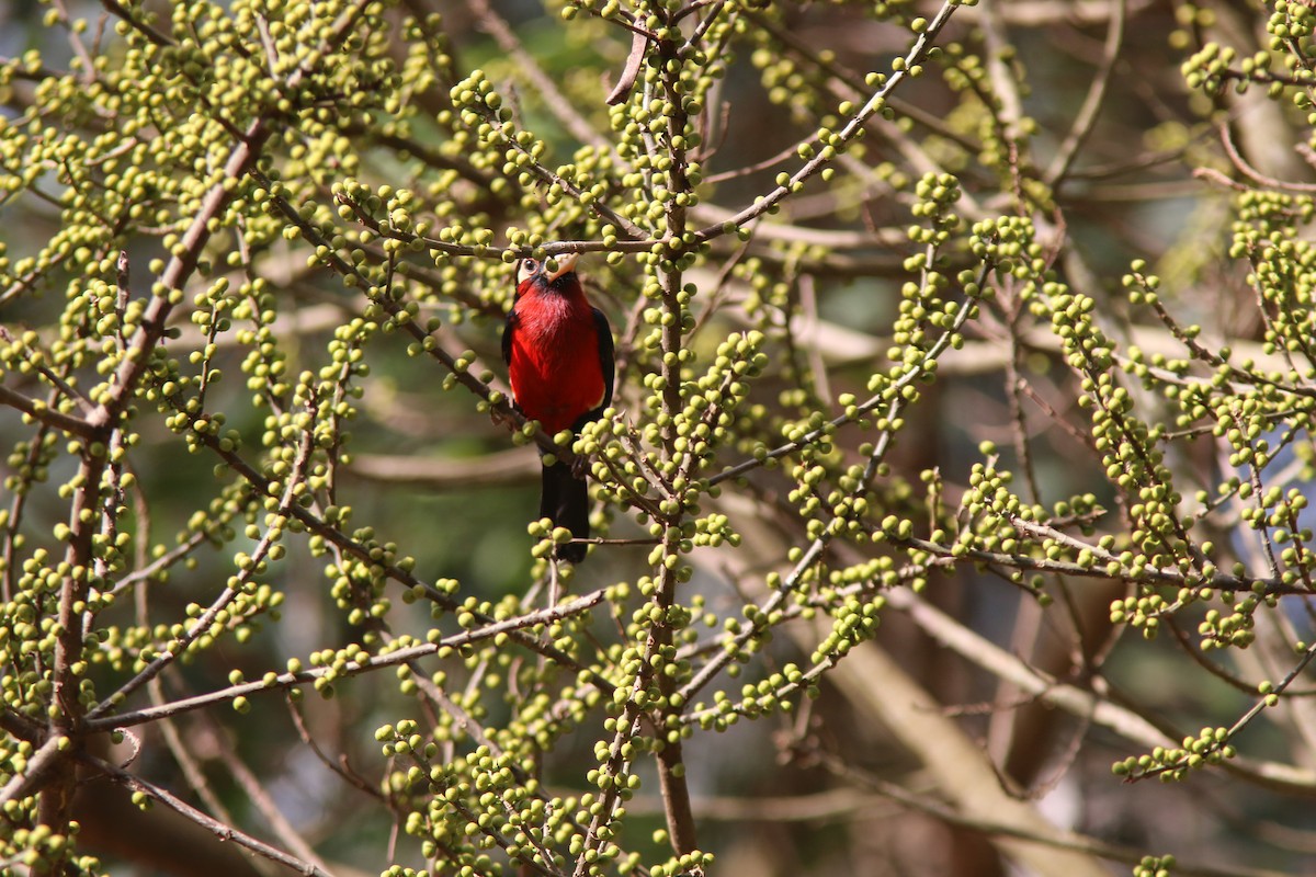 Double-toothed Barbet - ML644532128