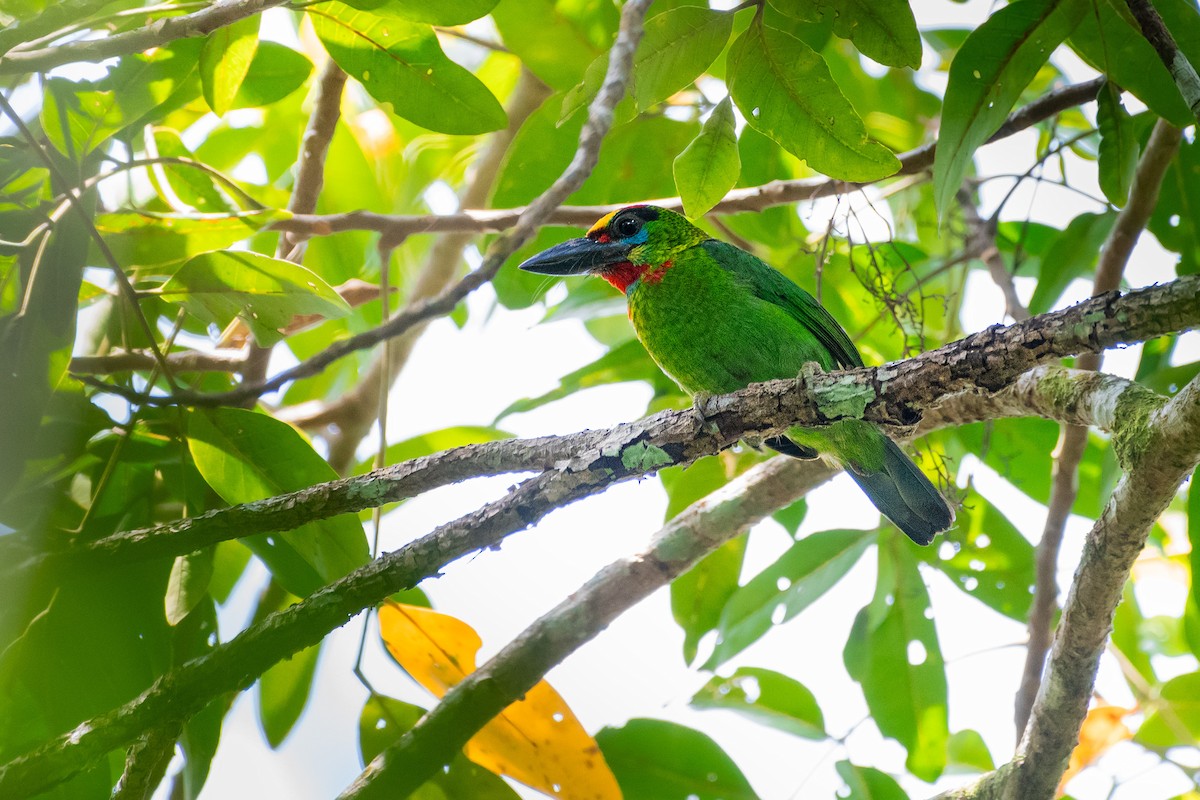 rødstrupeskjeggfugl - ML644532129