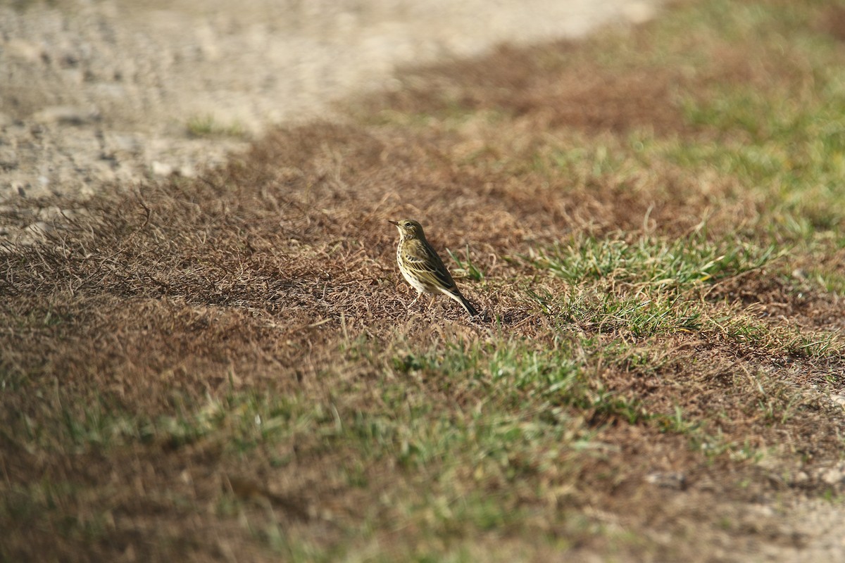 Bisbita Pratense - ML644532134