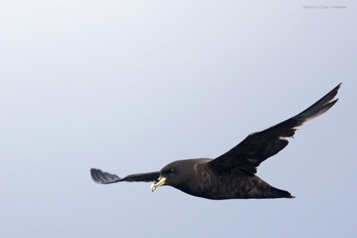 White-chinned Petrel - ML644532136