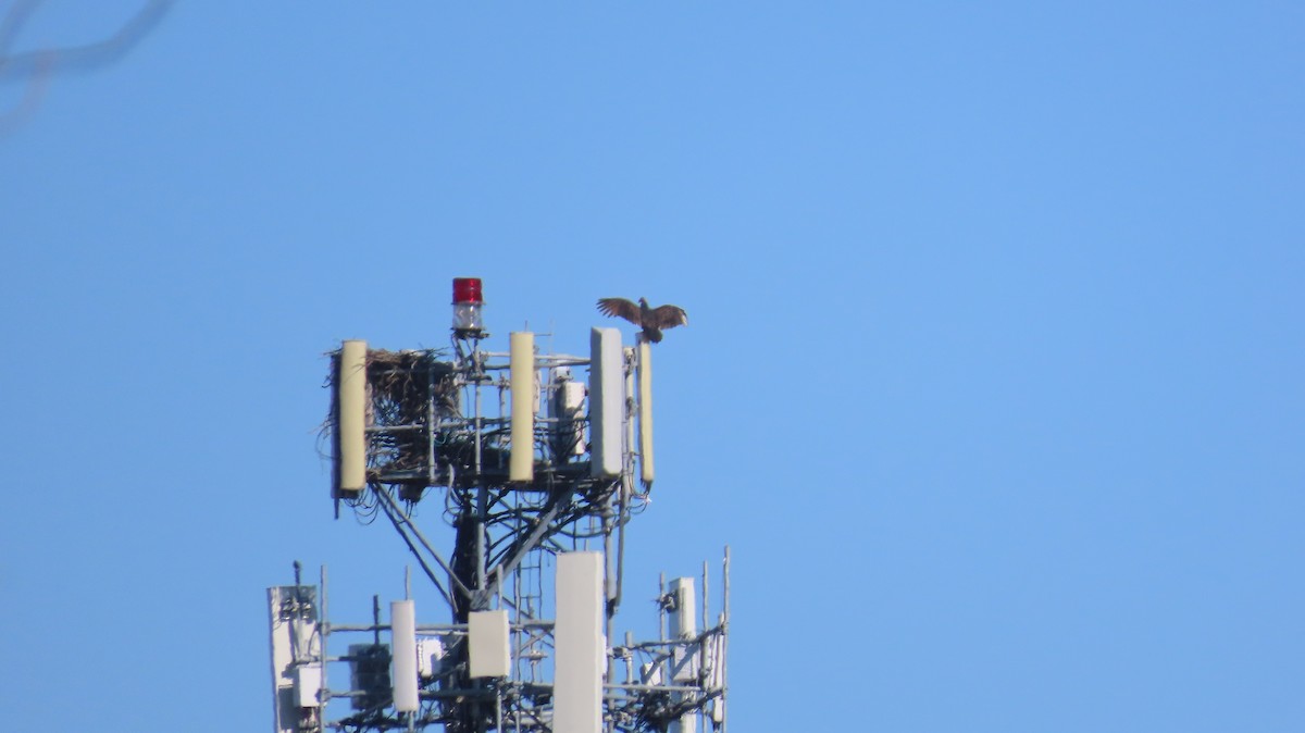 kalkunkondor - ML644532162