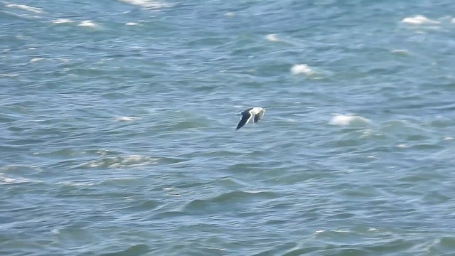 Great Black-backed Gull - ML644532163