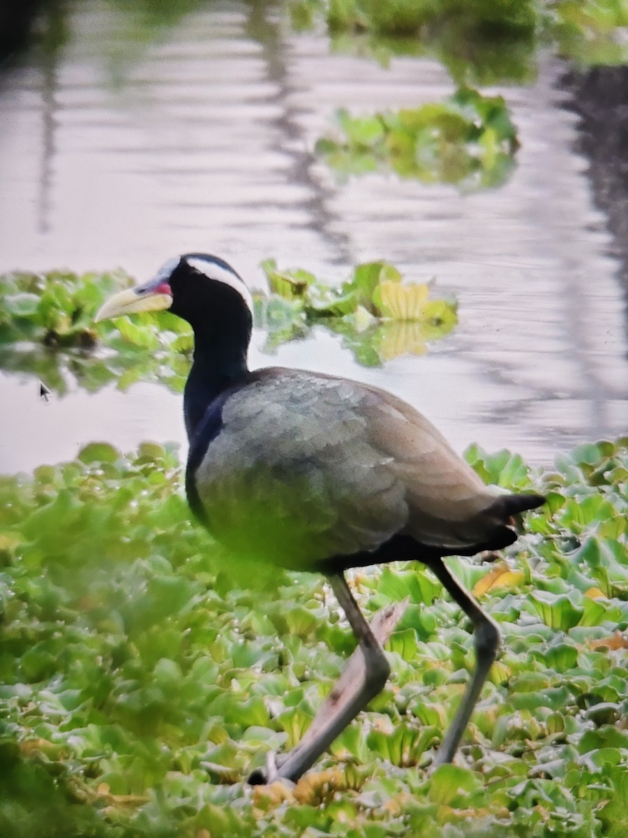 Бронзовокрылая якана - ML644532165