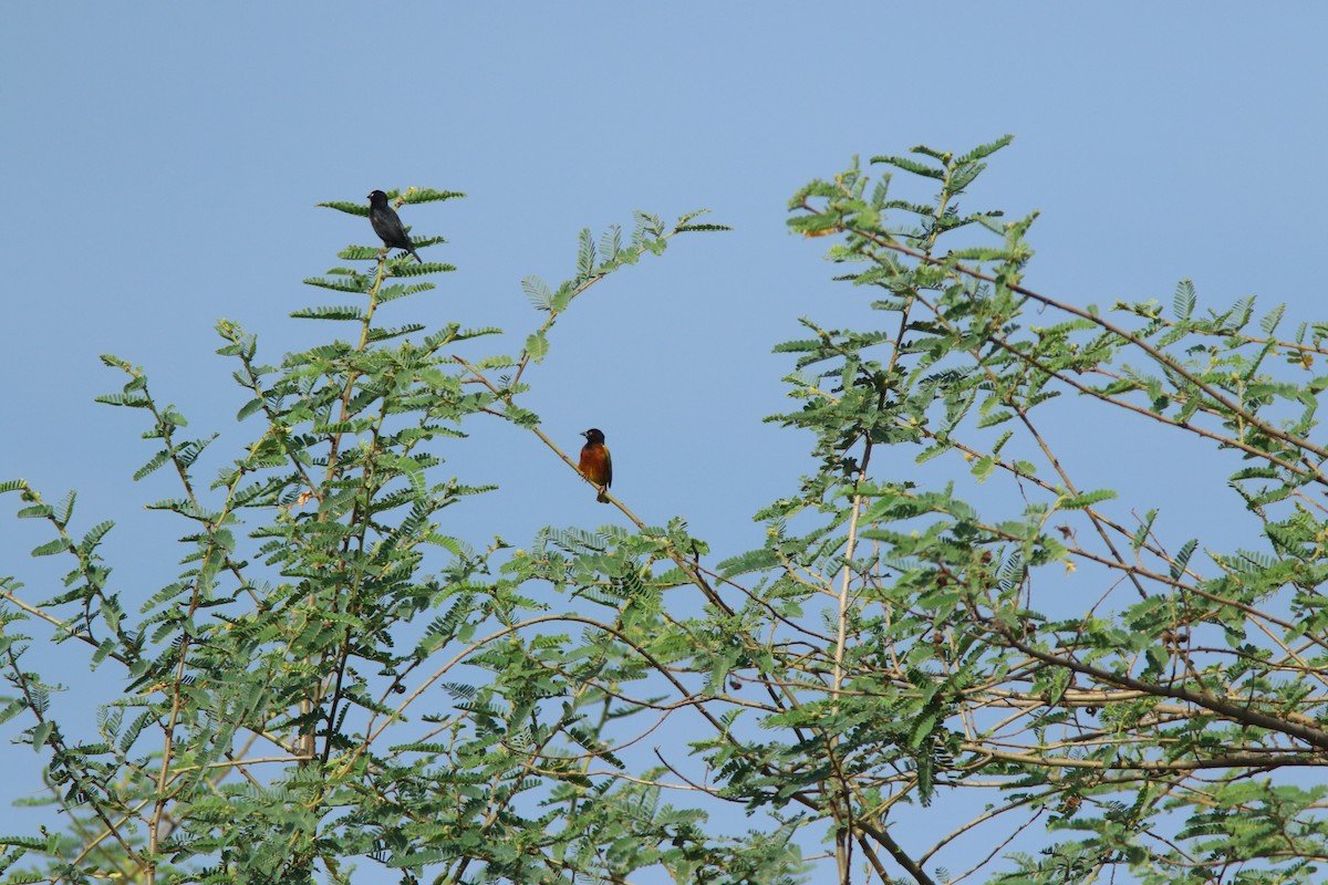 Golden-backed Weaver - ML644532166