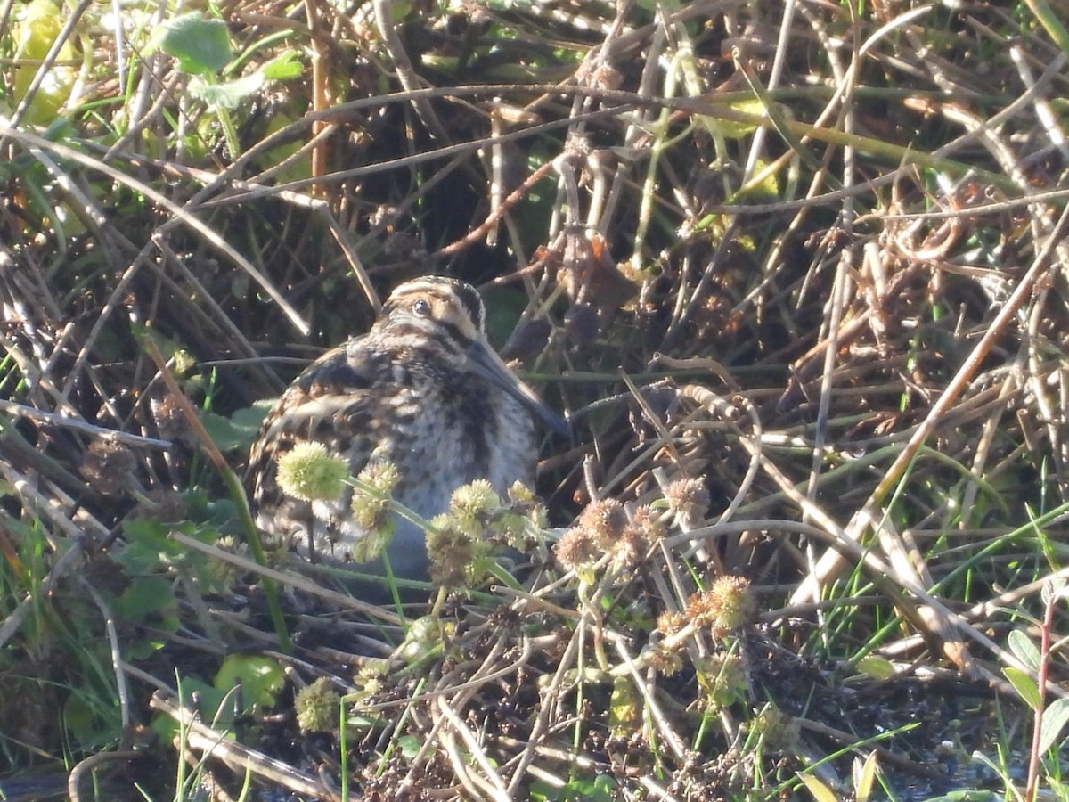 Jack Snipe - ML644532172