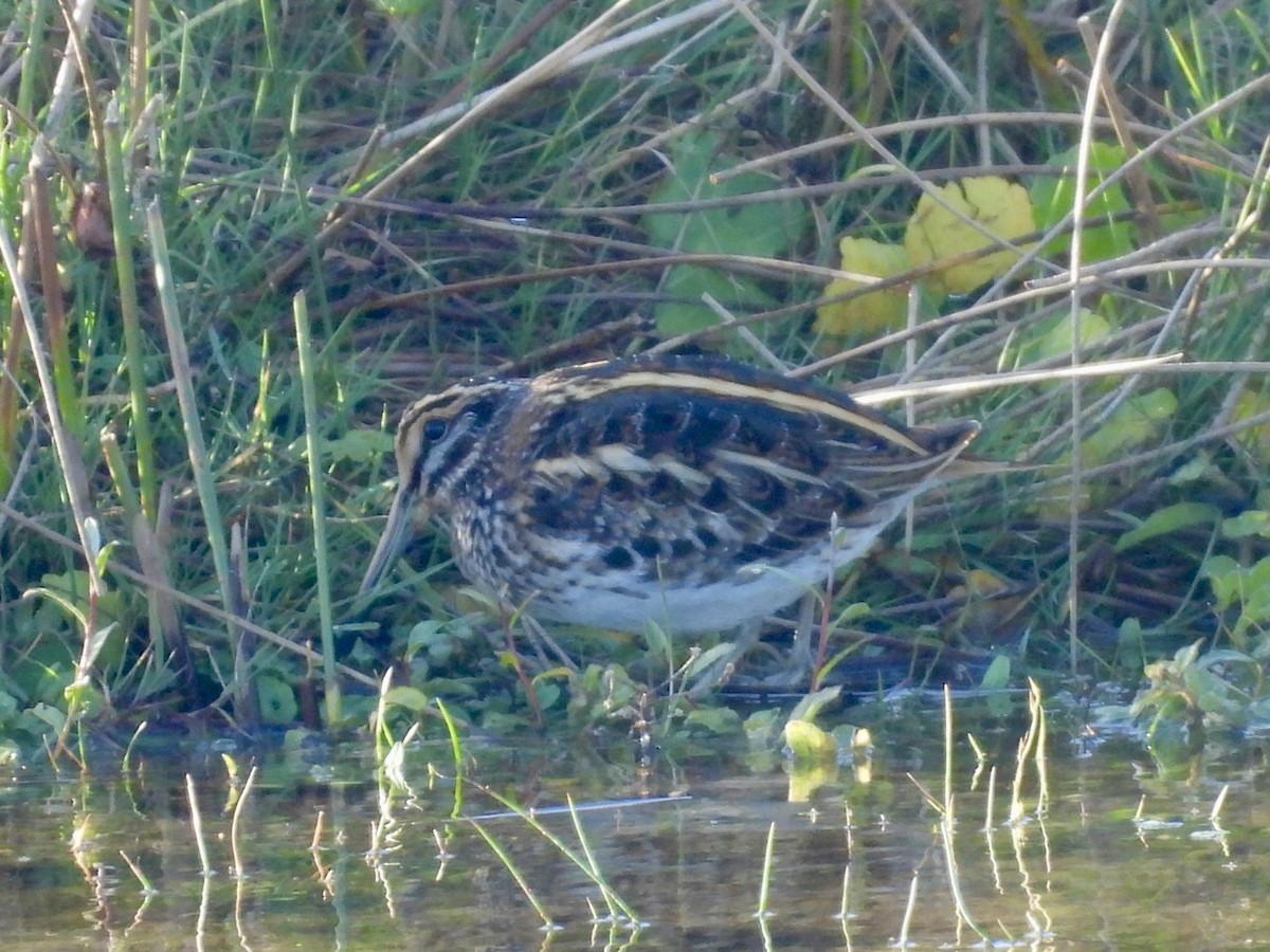 Jack Snipe - ML644532173