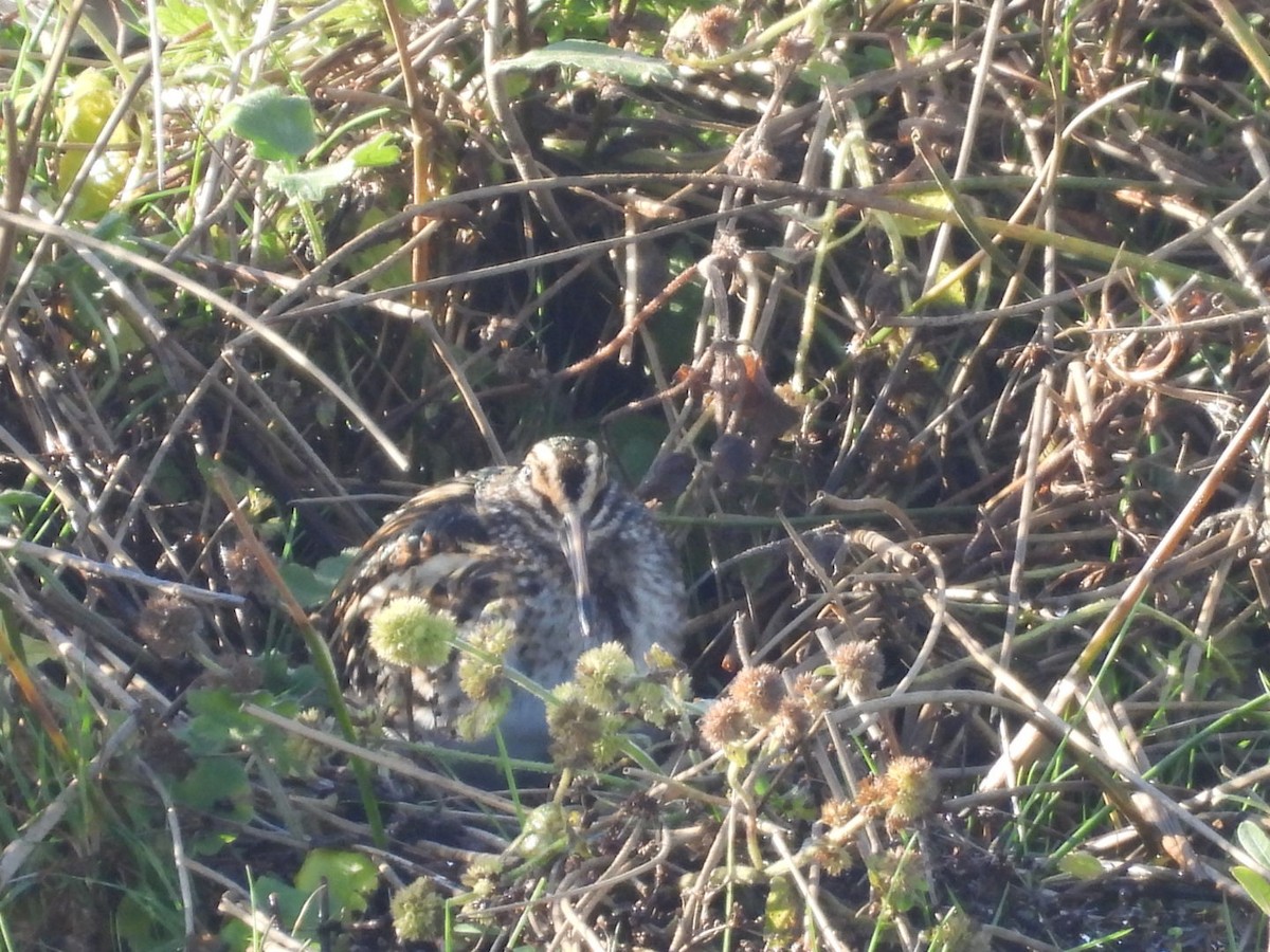 Jack Snipe - ML644532175