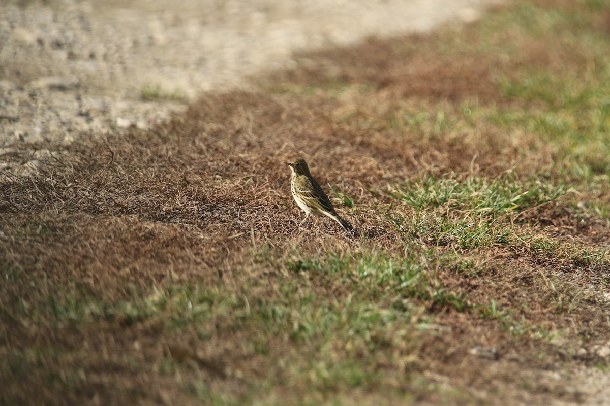 Bisbita Pratense - ML644532182