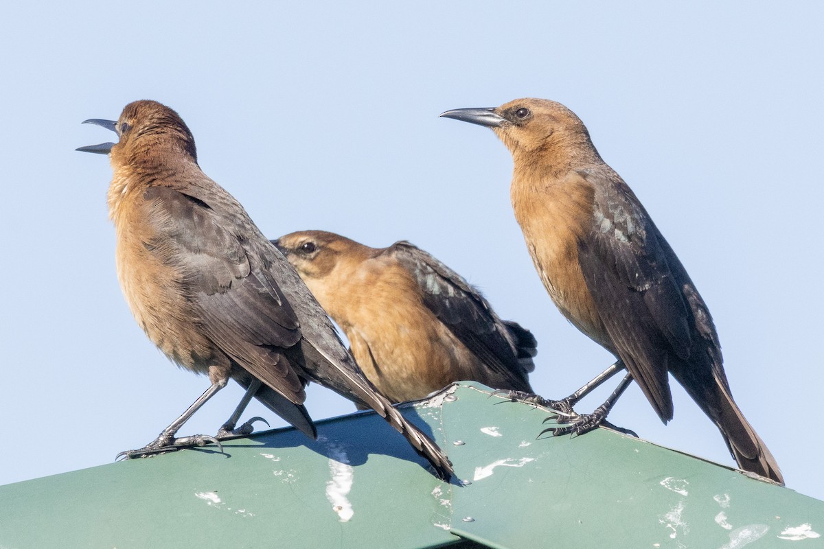 Boat-tailed Grackle - ML644532190