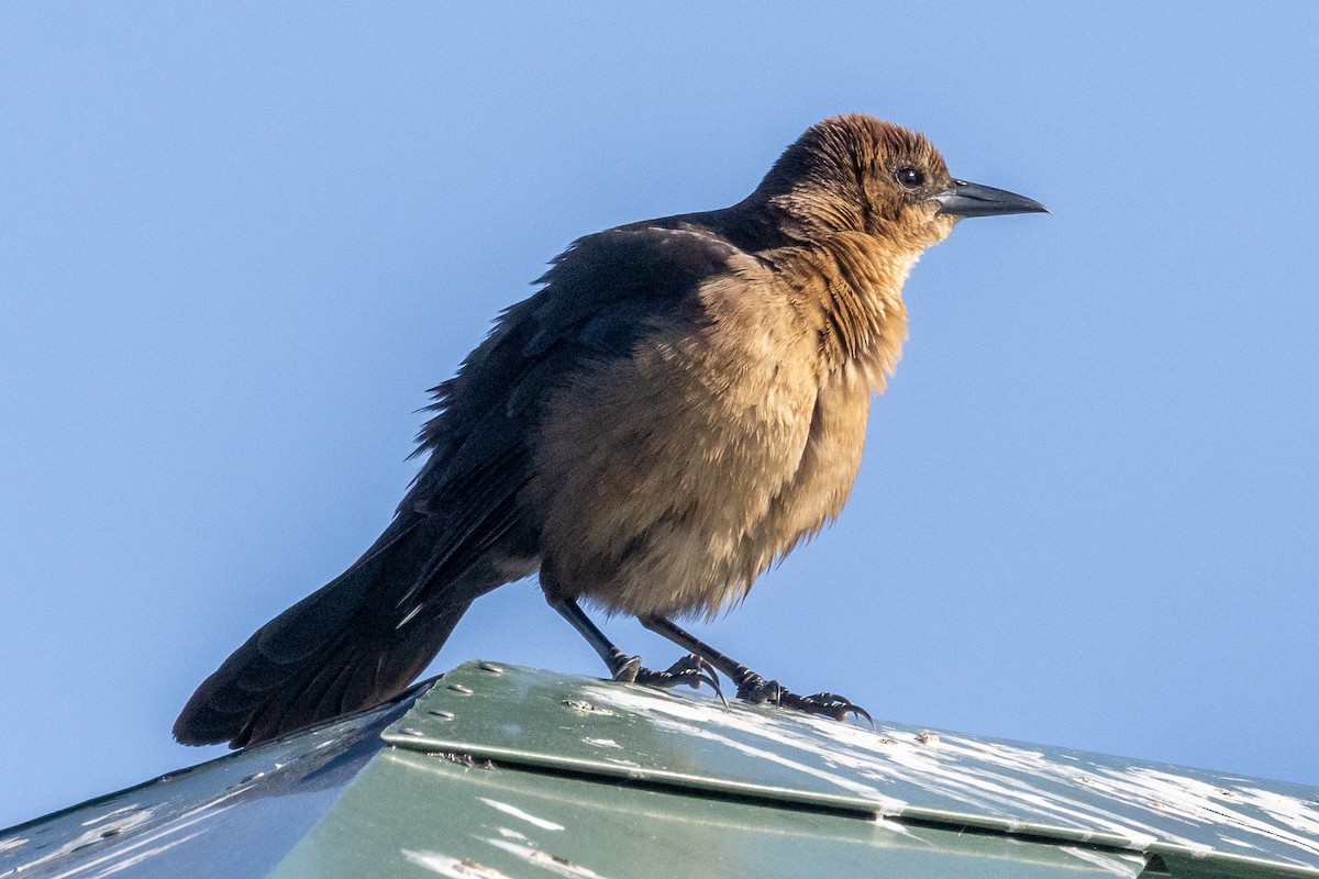 Boat-tailed Grackle - ML644532191