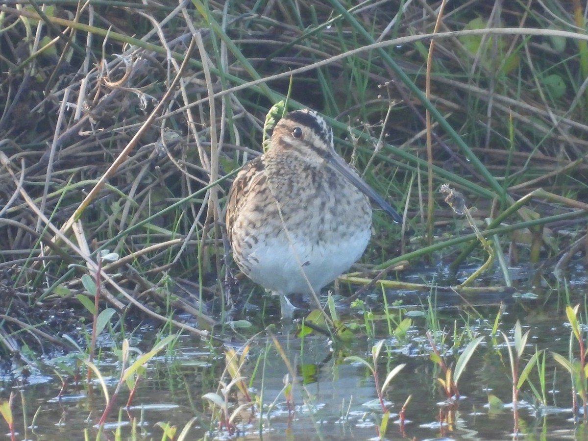 bekasina otavní - ML644532194