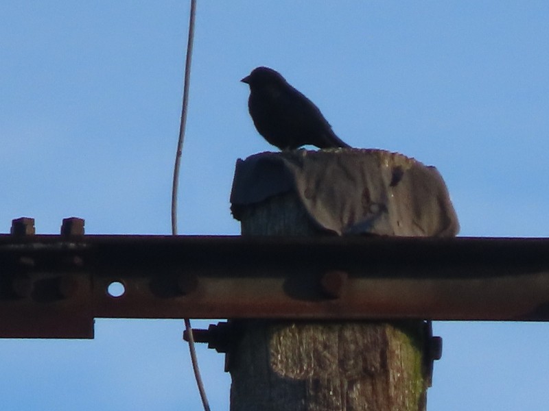 Brown-headed Cowbird - ML644532199
