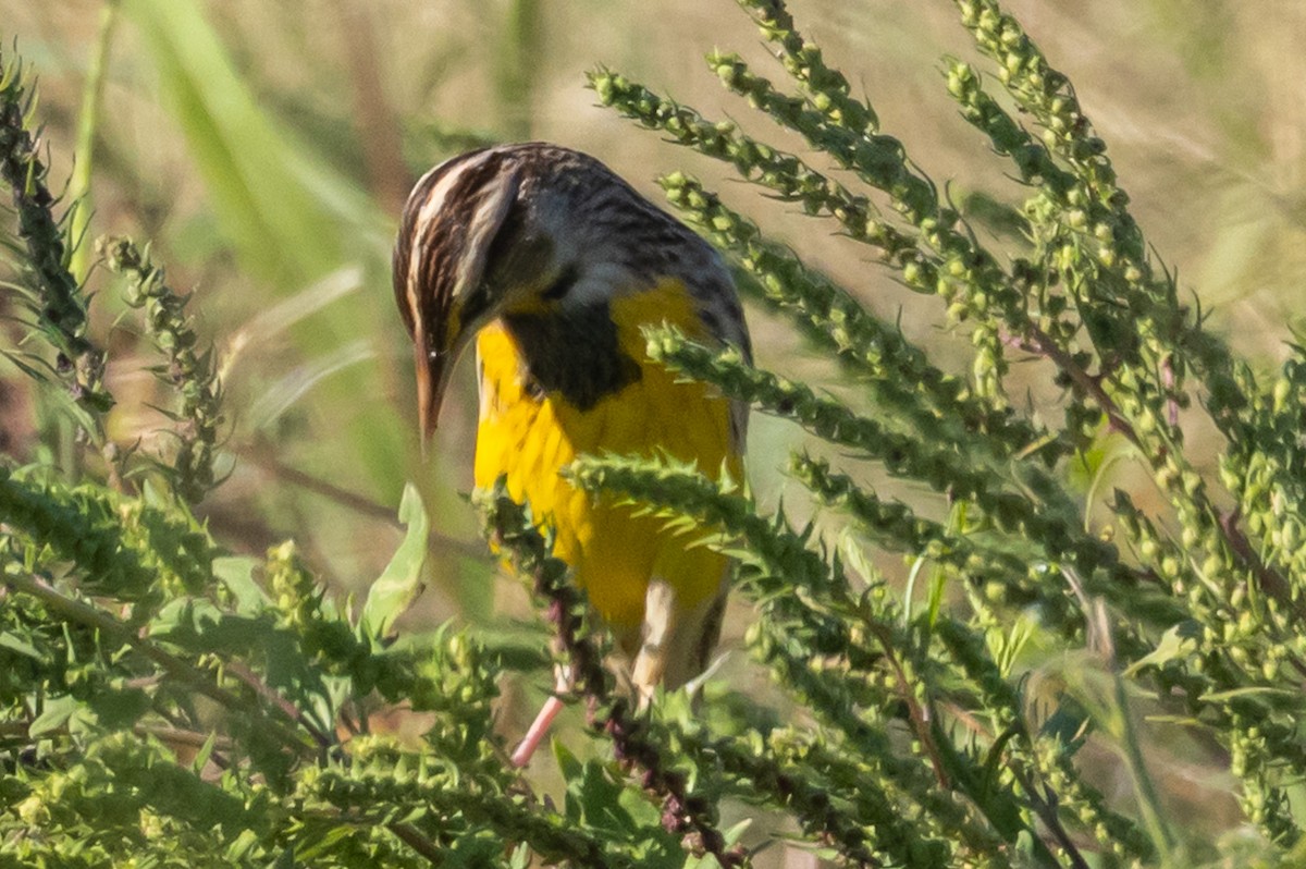 Eastern Meadowlark - ML644532203