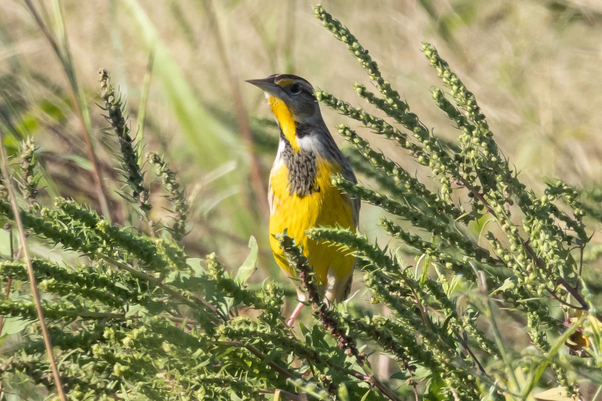 Eastern Meadowlark - ML644532204