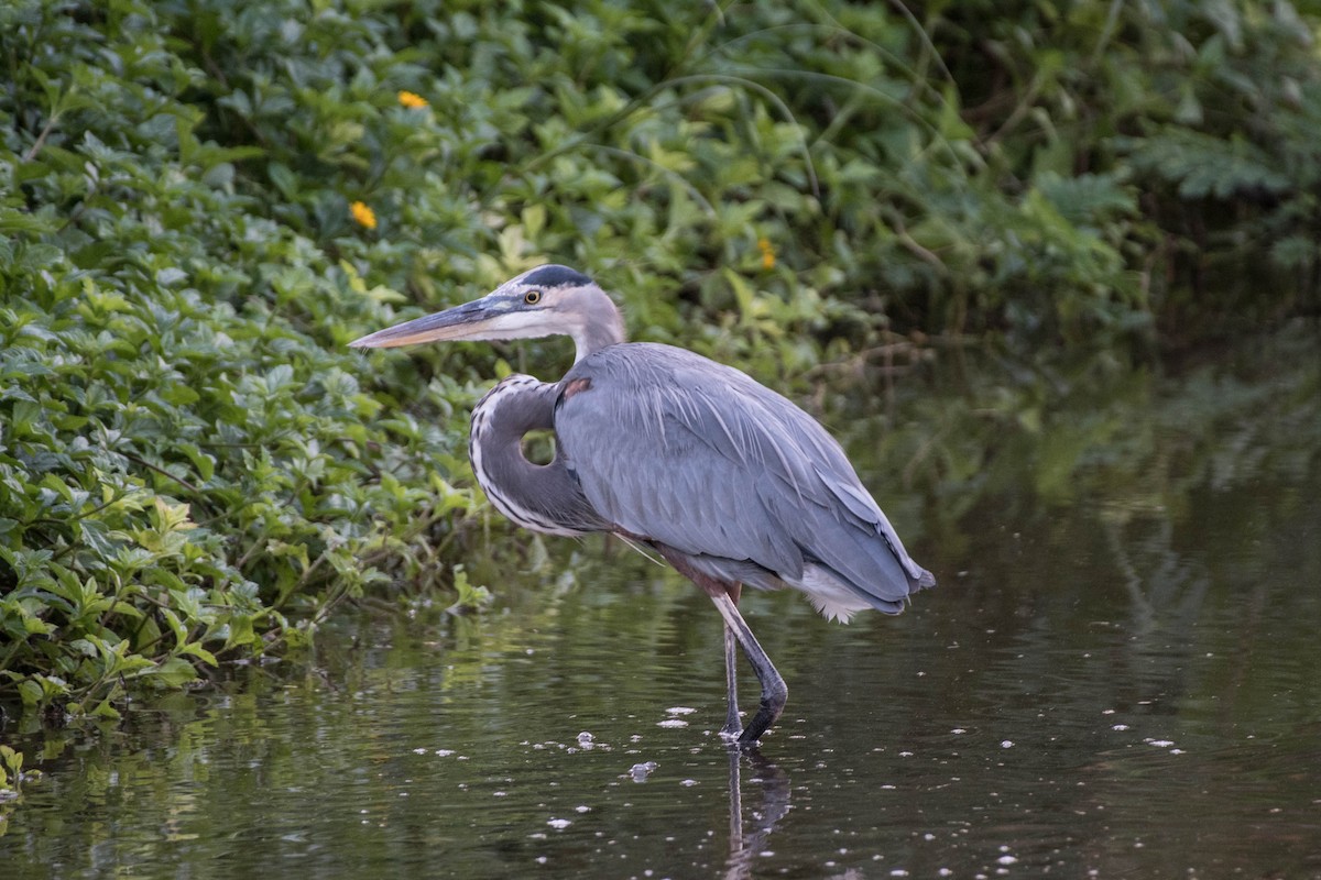 Great Blue Heron - ML644532221