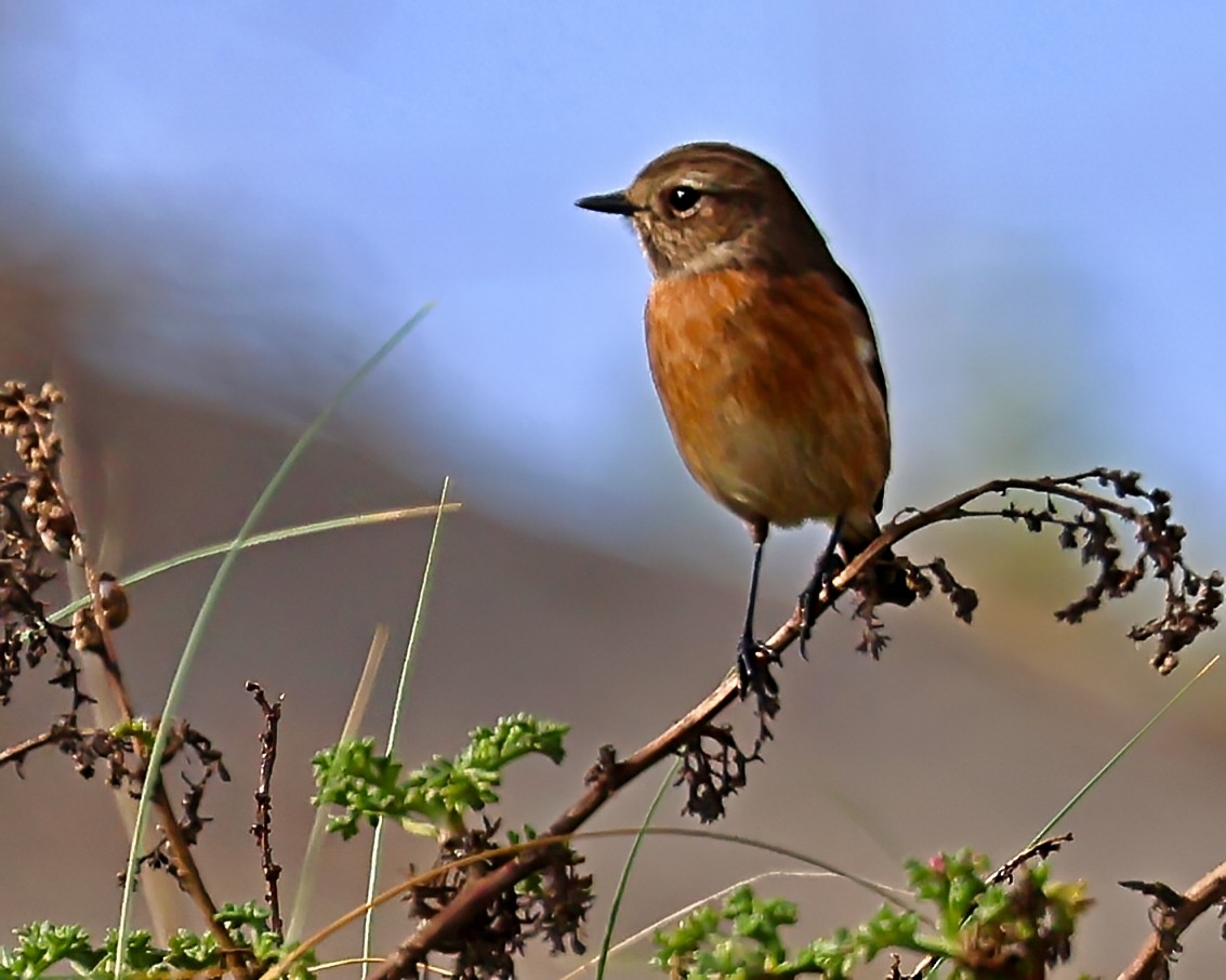 Трав'янка чорноголова - ML644532240