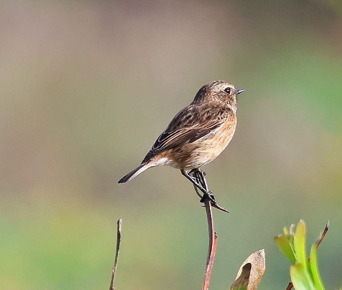 Трав'янка чорноголова - ML644532241