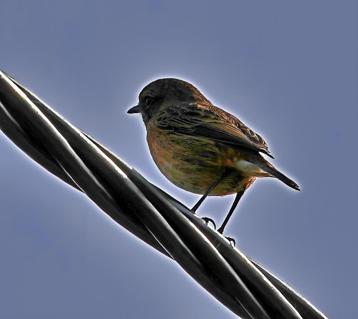 Трав'янка чорноголова - ML644532242