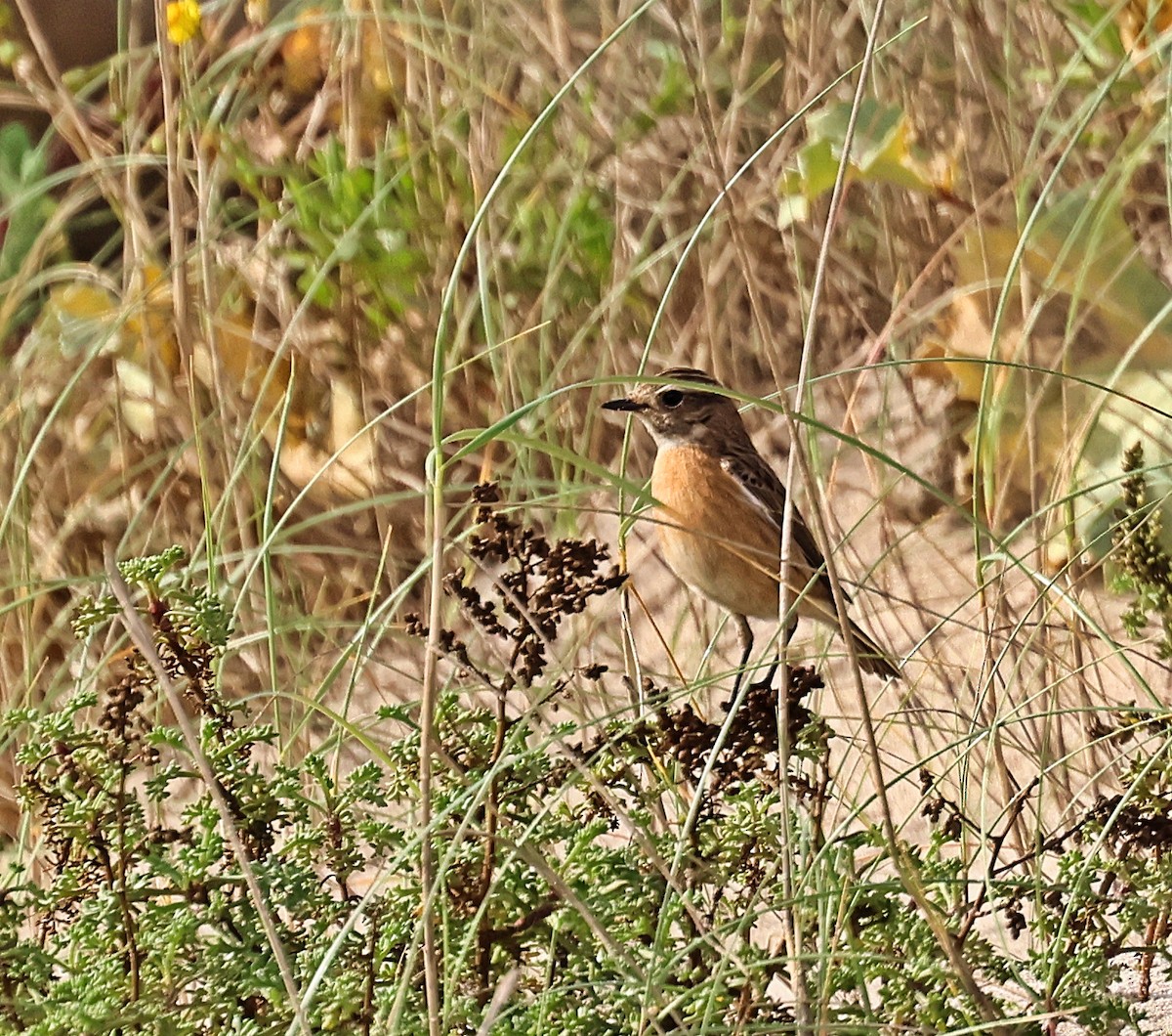 Трав'янка чорноголова - ML644532243