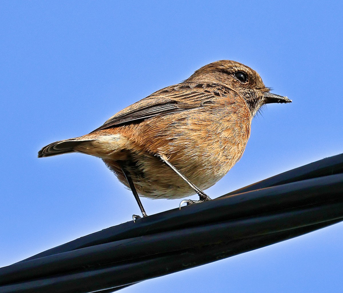 Трав'янка чорноголова - ML644532244