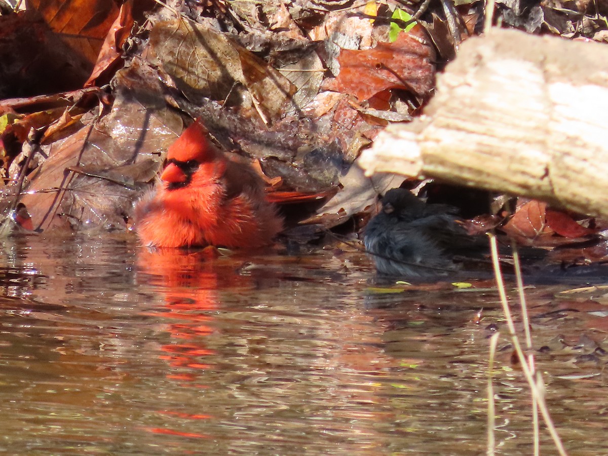Northern Cardinal - ML644532250