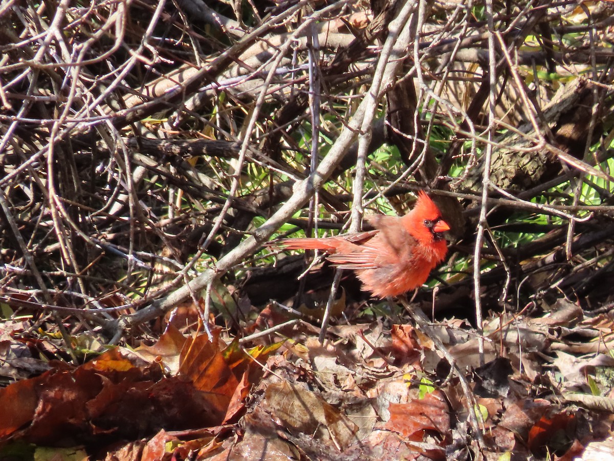 Northern Cardinal - ML644532251