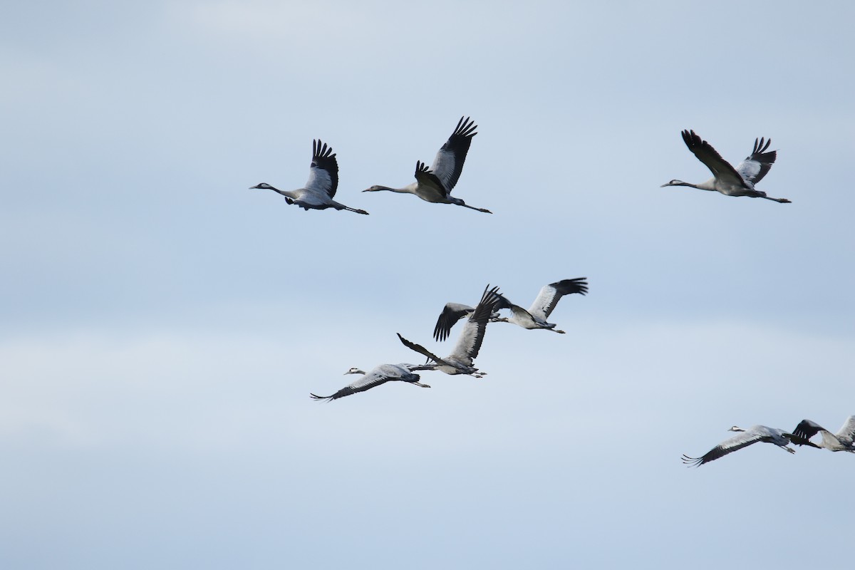 クロヅル - ML644532259