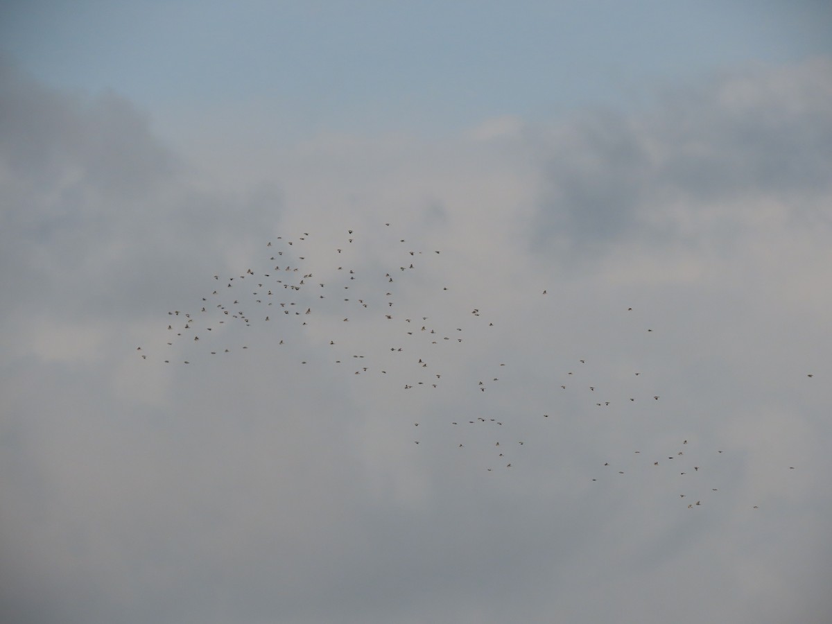 Common Wood-Pigeon - ML644532260