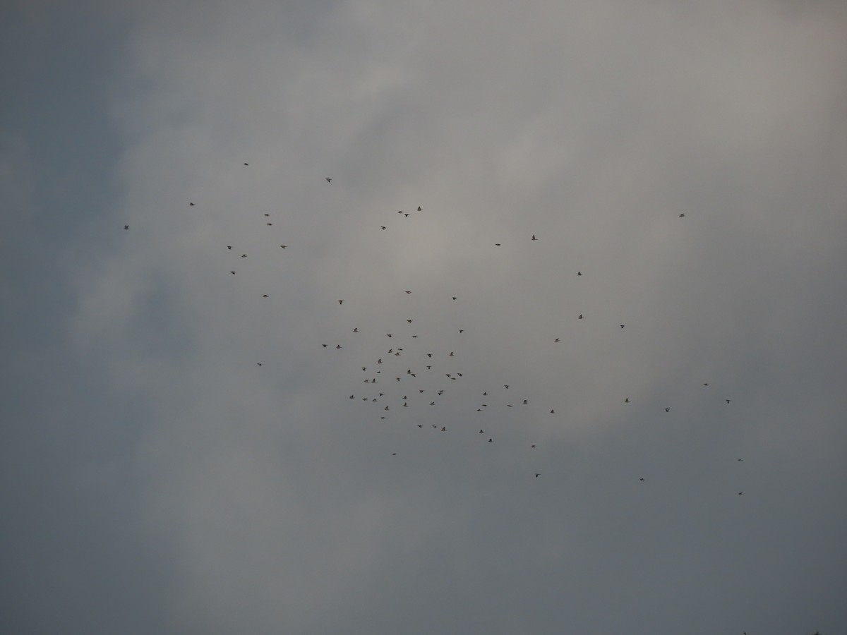 Common Wood-Pigeon - ML644532261