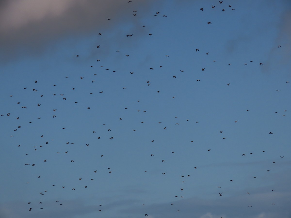 Common Wood-Pigeon - ML644532263