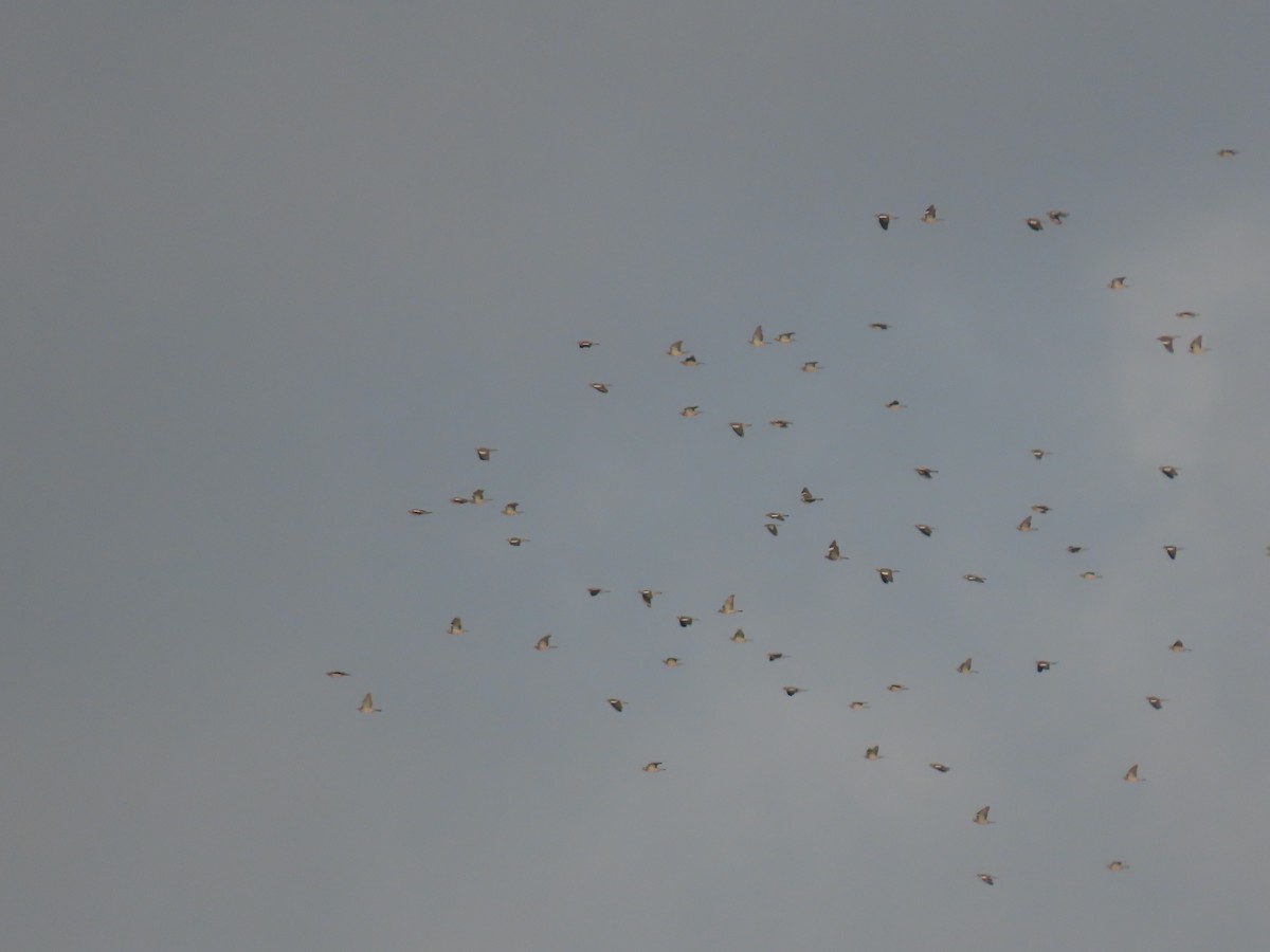 Common Wood-Pigeon - ML644532264