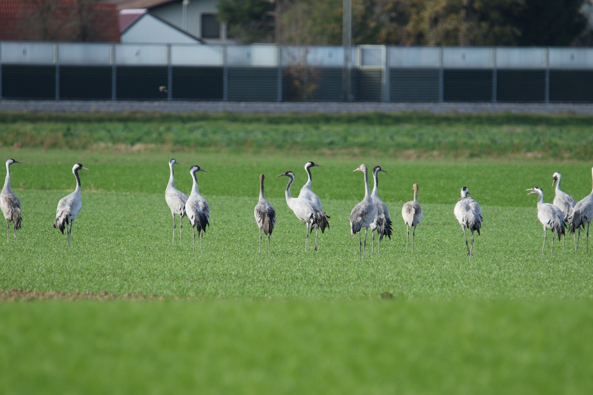 クロヅル - ML644532272