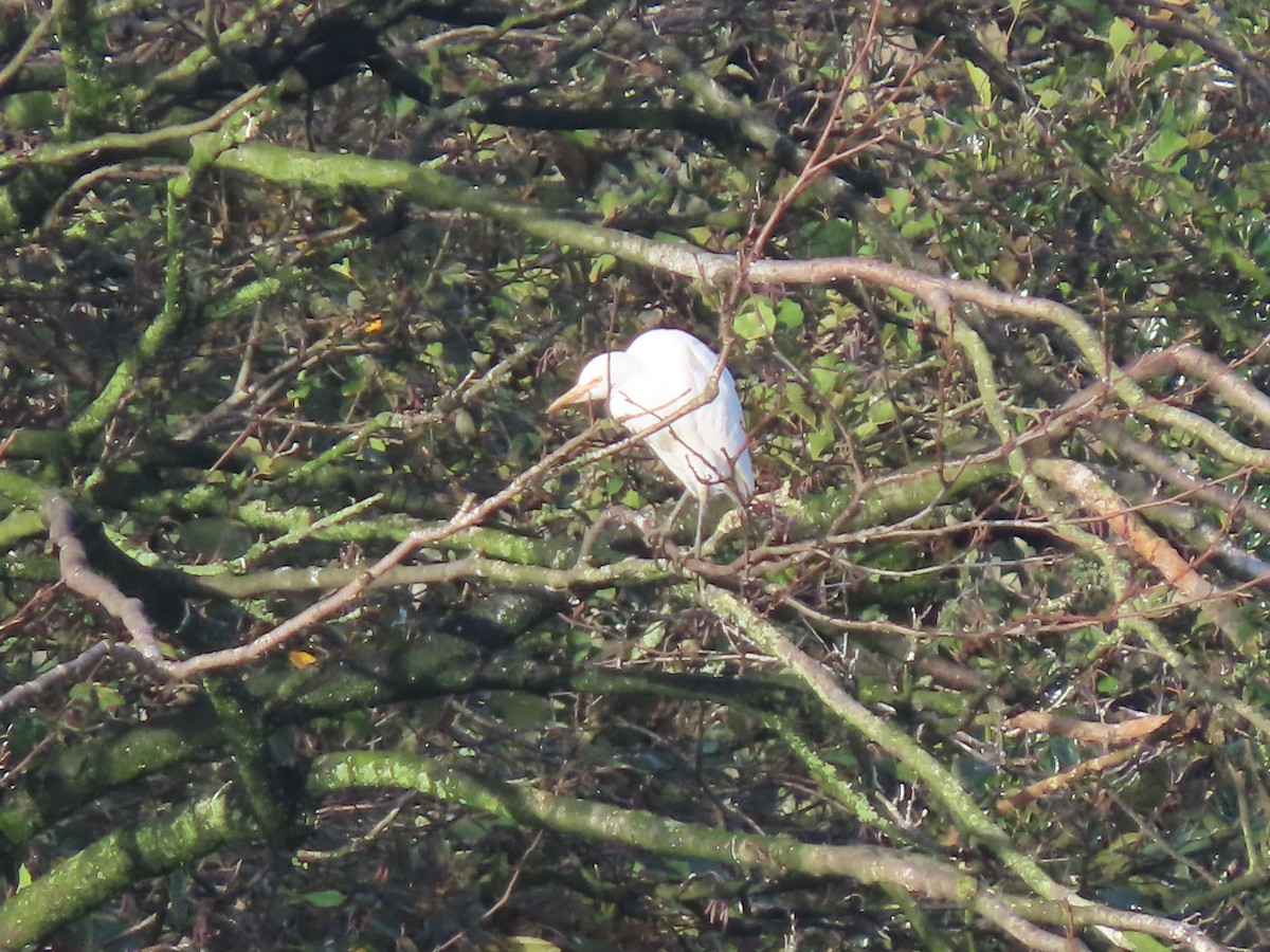 Western Cattle-Egret - ML644532273