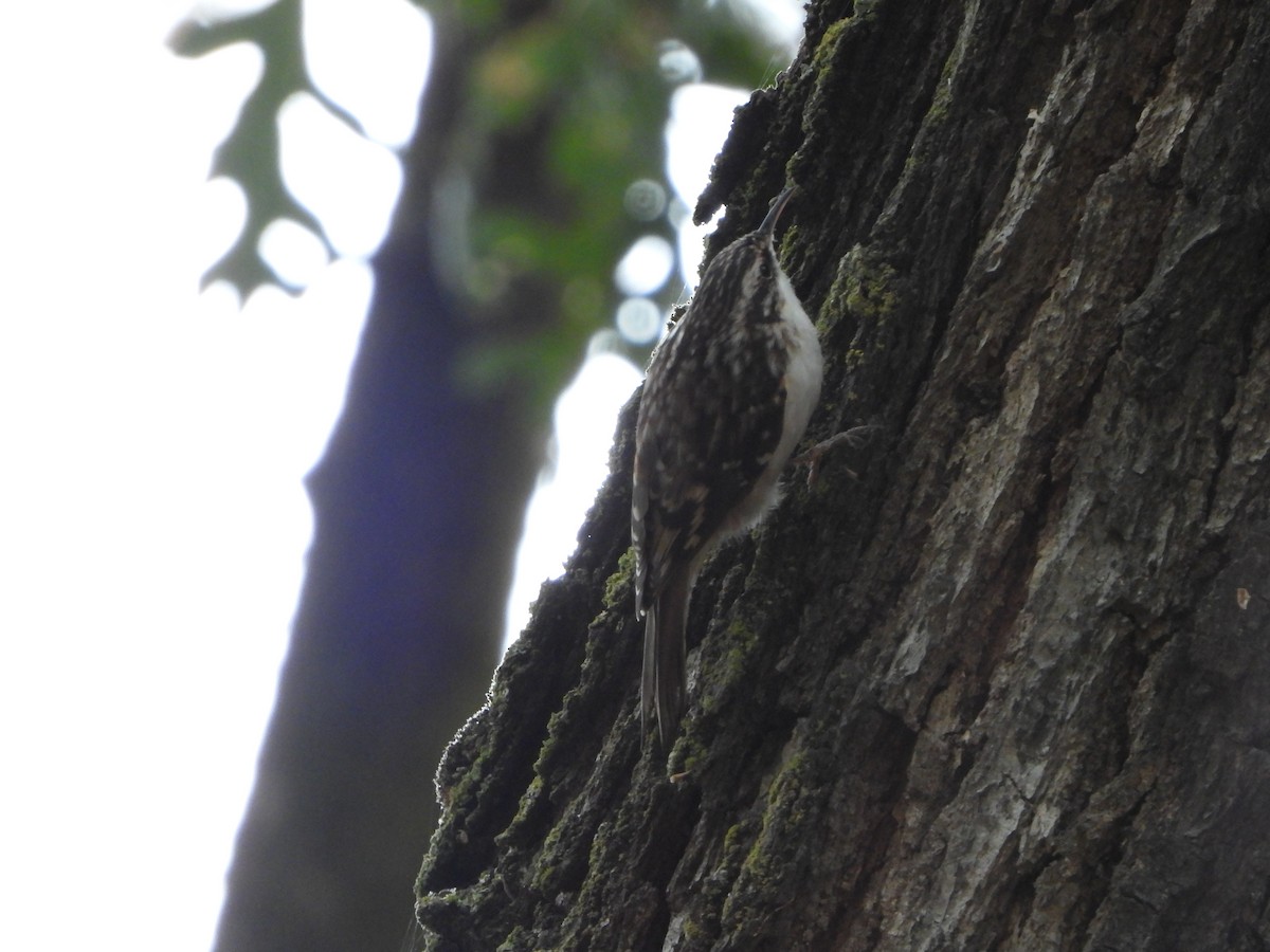 Brown Creeper - ML644532277