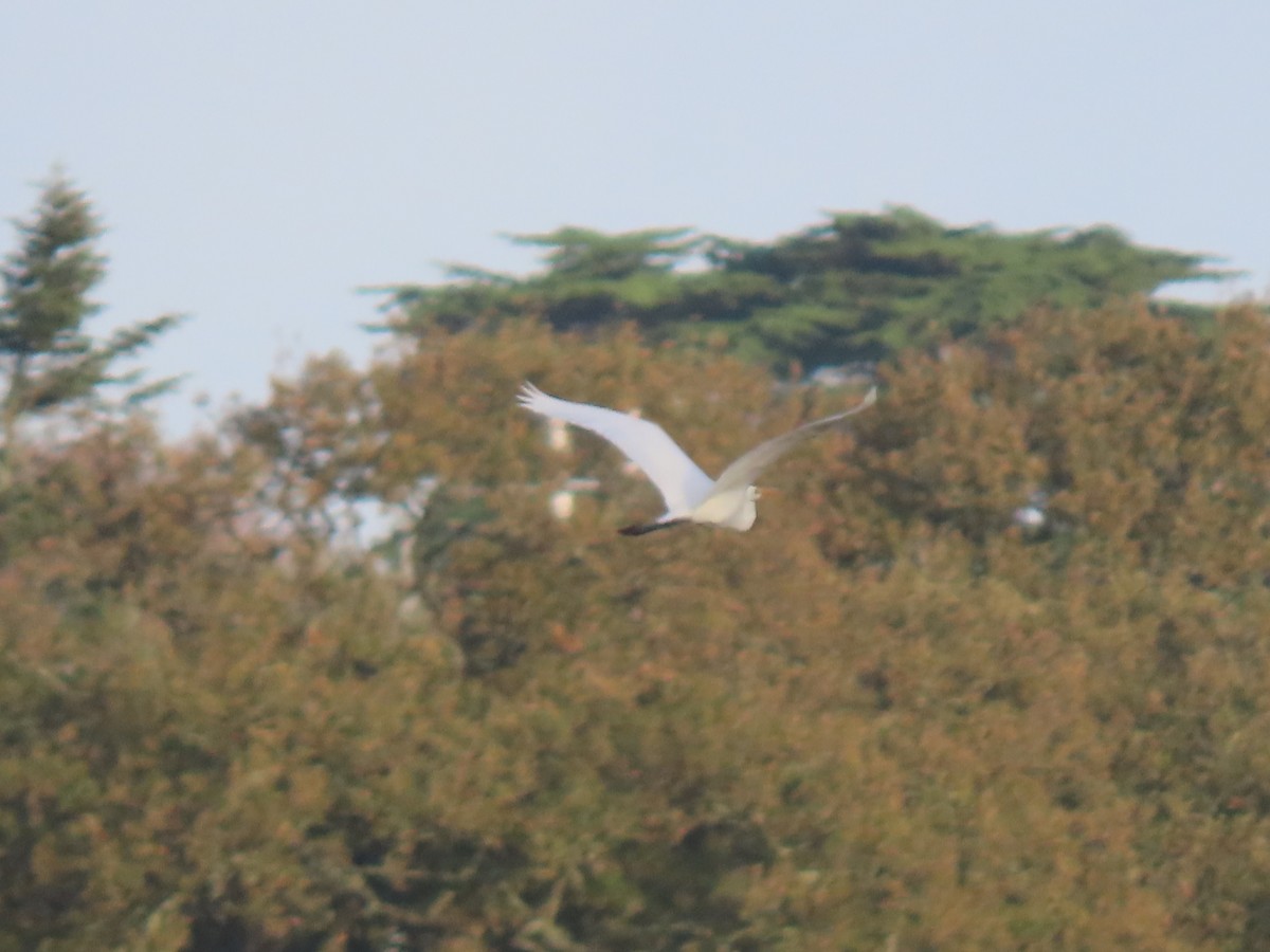 Great Egret - ML644532281